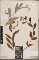 Foto von Salix daphnoides Vill.